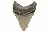 Fossil Megalodon Tooth - North Carolina #219960-1